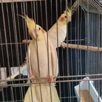 دو عدد عروس هلندی لوتینو زعفرونی و دوتا نر رنگی|پرنده|شاهین‌شهر, فیض|دیوار