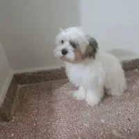 واگذاری یک قلاده سگ شیتزو کراس  ماده شش ماهه|سگ|قرچک, شهرک الحدید|دیوار