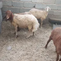 بره نر و ماده چاق چاق درجه یک|حیوانات مزرعه|بندرعباس, |دیوار