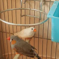 یک جفت فنچ نر نژاد کینگ و ماده نژاد زبرا مولد.