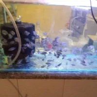 بچه ماهی فلاور باکس