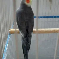 عروس هلندی