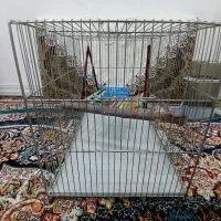 قفس پرنده|لوازم جانبی حیوانات|پاکدشت, پاکدشت (مامازند)|دیوار