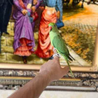 دو عدد ملنگو اهلی توپر وسالم