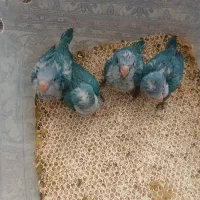 گرینچیک راهب