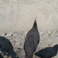 بوقلمون|حیوانات مزرعه|تاکستان, |دیوار