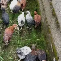 جون دار بشرط سالم