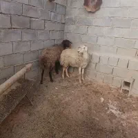 میش