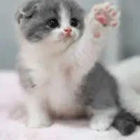 واگذاری دو بچه گربه نر دو ماهه