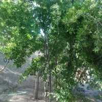 خانه  باغ  ویلایی|فروش خانه و ویلا|خرامه, |دیوار
