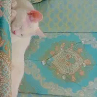گربه|گربه|یزد, |دیوار