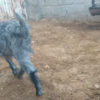 کهره ماده جفت دوقلو|حیوانات مزرعه|داراب, |دیوار