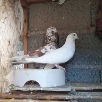 کبوتر پرشی پلنگ قرمز و سبز کله جز دست پر ابلغ سیاه|پرنده|رشت, کوی جام جم|دیوار