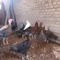 مرغ و خروس فروشی