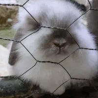 خرگوش لوپ نر و وماده|موش و خرگوش|بندر انزلی, بشمن|دیوار