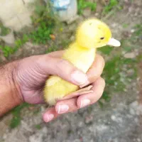 اردک پکنی زیبا یک هفته ای|حیوانات مزرعه|رشت, چله خانه|دیوار