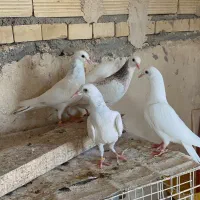 باسلام|پرنده|گلستان (تهران), |دیوار