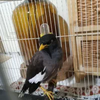 مینا نر کام سیاه