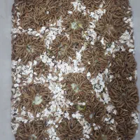 کرم میلورم و سوسک مولد