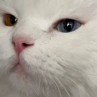 گربه پرشین چشم هیتروکروما|گربه|کرمان, |دیوار