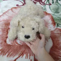 عروسک سگ|اسباببازی بچه|ساری, |دیوار