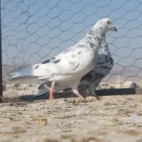 سرور بهبهونی|پرنده|شیراز, جانبازان|دیوار