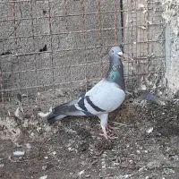 فروش ۳عدد پلاکی|پرنده|بندر کنگان, |دیوار
