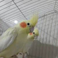 عروس هلندی  لوتینو گل باقالی سینامون