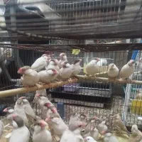 فنچ نرگسی شکلاتی مولد