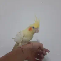 جوجه عروس هلندی