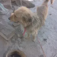 سگ ریشی تربیت شده