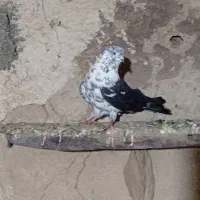 کبوتر قاره|پرنده|دهگلان, |دیوار