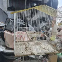 قناری بندری