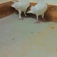 کبوتر نر|پرنده|بجنورد, |دیوار