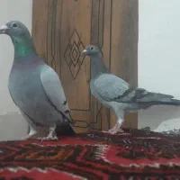 تعدادی کبوتر پلاکی فروشی وقابل معاوضه