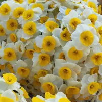 گل نرگس شهلا عمده خفر درجه یک