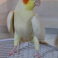 عروس هلندی نر وماده
