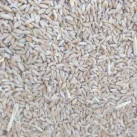 بذر گندم 400کیلو