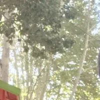 نیاز به همکار مسلط به امور باغبانی