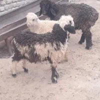 سلام سه عدد بره خوراک خور ترکی ذات دار