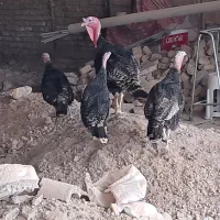 بوقلمون محلی اصل