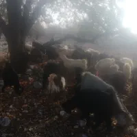 باسلام فروش 80 راس تیشتر بز وکلرجوان|حیوانات مزرعه|کازرون, |دیوار