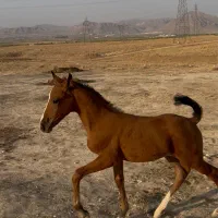 کره نر ۷ ماهه از ارتا کاظمی