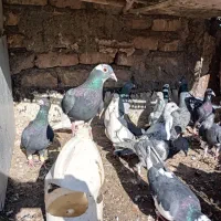 سیدشهدا 1|پرنده|بیرجند, |دیوار