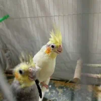 عروس هلندی مولد