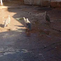 بلدرچین|پرنده|مسجد سلیمان, |دیوار