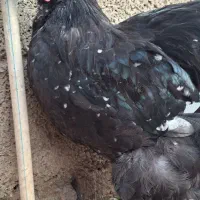 خروس برهما|حیوانات مزرعه|گوراب زرمیخ, |دیوار