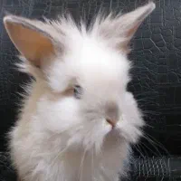 سرپرست مهربون و متعهد میخوام واسه بچه خرگوشام