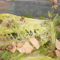 حلزون آچاتینا|خزنده|هشتگرد, فاز ۱ مهستان|دیوار