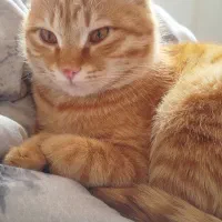 واگذاری رایگان